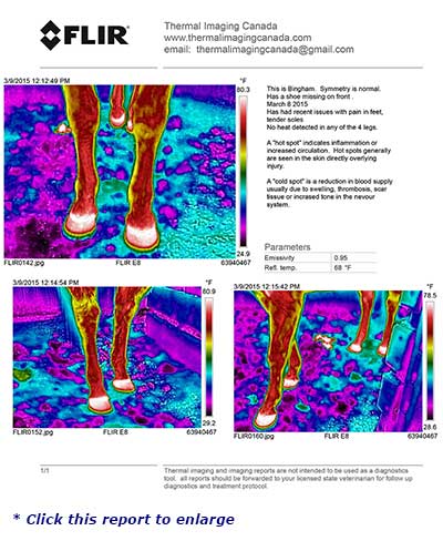 Equine Thermal Imaging Report - Click to enlarge